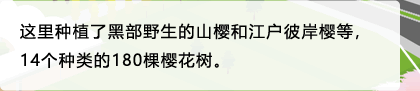这里种植了黑部野生的山樱和江户彼岸樱等，14个种类的180棵樱花树。